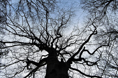boom, takken, winter, Bos, landschap, bomen, natuur, eeuwen, stemmen, natuurlijk, kale boom, tak, fabriek, silhouet, hemel, lage hoekweergave, boomstam, romp, geen mensen, kalmte, buitenshuis, dag, schoonheid in de natuur, scenics - natuur, rustige scène, wolk - lucht, dode plant, niet-stedelijke scène, Boomkap, 2K, CC0, publiek domein, royaltyvrij
