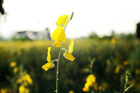 Blume, Gelb, blühende Pflanze, Pflanze, Natur, Feld, Wachstum, Frische, Fokus auf den Vordergrund, Raps, Himmel, Landwirtschaft, ländliche Szene, Land, Landschaft, Schönheit in der Natur, Ernte, Tag, keine Leute, Frühling, draußen, 4K, CC0, gemeinfrei, lizenzfrei