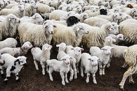Schafherde, Tier, Säugetier, Schaf, Herde, vashlovani, Georgia, dedoplistskaro, Hund, Eckzahn, Haustier, Tiere Schafe Steppe Kaukasus Georgien, wolle, Rodeo, Archäologie, Ziege, Monarch, Insekt, wirbellos, Schmetterling, Vieh, Haustiere, Gruppe von Tieren, inländisch, Tierthemen, große Gruppe von Tieren, Wirbeltier, weiße Farbe, Landwirtschaft, pflanzenfressend, keine Leute, Natur, Tag, draußen, 5K, CC0, gemeinfrei, lizenzfrei