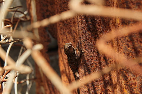 lizard on soil, animal, lizard, rust, invertebrate, reptile, gecko, plant, tree, woodpecker, bird, flicker bird, insect, cricket insect, anole, cuba, worm, quail, hole, wood, tree trunk, selective focus, close-up, no people, day, nature, rusty, metal, fence, barrier, boundary, brown, dry, security, sunlight, backgrounds, safety, outdoors, focus on background, protection, 5K, CC0, public domain, royalty free