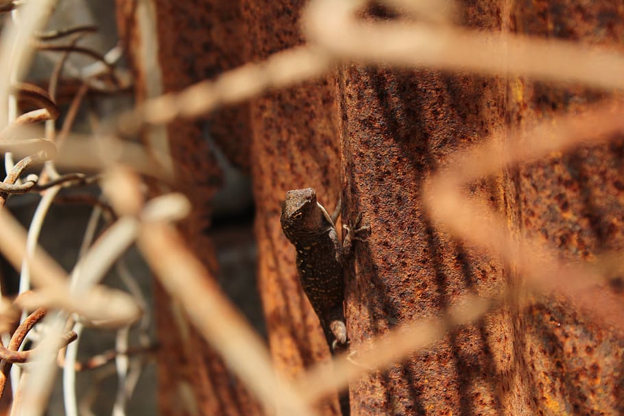 llangardaix a terra, animal, llangardaix, òxid, invertebrat, rèptil, gecko, planta, arbre, picot, ocell, flicker bird, insecte, insecte de cricket, anole, cuba, cuc, guatlla, forat, fusta, tronc de l'arbre, enfocament selectiu, primer pla, cap gent, dia, naturalesa, rovellat, metall, tanca, barrera, límit, marró, sec, seguretat, llum solar, fons, a l'aire lliure, centrar-se en fons, protecció, 5K