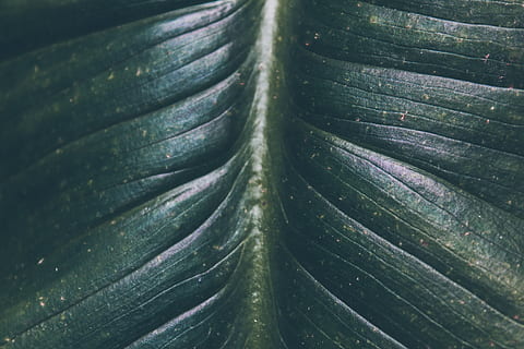 foglia verde, pianta, foglia, vene, gocciolina, cristallo, capi di abbigliamento, denim, jeans, abbigliamento, pantaloni, cibo, verdura, lattuga, luce del sole, fiore, anemone, fiorire, zanzariera, cocktail, alcool, fotogramma intero, colore verde, sfondi, avvicinamento, nessuno, crescita, parte vegetale, modello naturale, modello, natura, bellezza nella natura, giorno, all'aperto, strutturato, freschezza, botanica, dettaglio, vista dall'alto, le foglie, foglia di palma, 5K, CC0, dominio pubblico, privo di copyright