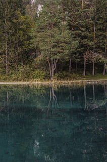 danau, air, refleksi, pohon, hutan, alam, menanam, ketenangan, tanah, adegan yang tenang, scenics - alam, tidak ada orang, pertumbuhan, keindahan di alam, tepi laut, adegan non-urban, hari, di luar rumah, warna hijau, rawa, 1080P, CC0, domain publik, bebas royalti