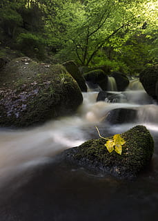 cascades de lapse de temps, aigua, bosc, arbre, corrent, rierol, a l'aire lliure, riu, cascada, redimeix els embassaments, Regne Unit, sheffield, molsa, naturalesa, flora, terra, vegetació, planta, selva tropical, caure, jungla, exposició llarga, bellesa a la natura, rock, escenics - natura, rock - object, sòlid, aigua que flueix, moviment, cap gent, moviment borrós, dia, tranquil·litat, que flueix, rierol: aigua que flueix, poder a la natura, caient aigua, 8K, CC0, domini públic, lliure de regalies