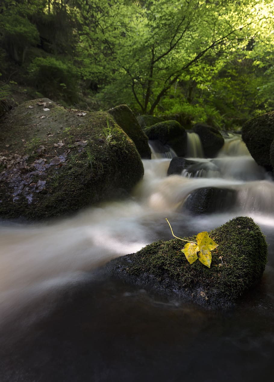 cascades de lapse de temps, aigua, bosc, arbre, corrent, rierol, a l'aire lliure, riu, cascada, redimeix els embassaments, Regne Unit, sheffield, molsa, naturalesa, flora, terra, vegetació, planta, selva tropical, caure, jungla, exposició llarga, bellesa a la natura, rock, escenics - natura, rock - object, sòlid, aigua que flueix, moviment, cap gent, moviment borrós, dia, tranquil·litat, que flueix, rierol: aigua que flueix, poder a la natura, caient aigua, 8K