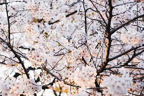 arbre de fulles blanques, planta, flor, pètal, flor de cirerer, arbre, paraula, pol·len, tronc de l'arbre, produir, menjar, primavera, albercoc, fruita, gra, vegetals, brollar, cirera, peònia, full, planta amb flors, bellesa a la natura, branca, fragilitat, creixement, frescor, vulnerabilitat, naturalesa, vista d’angle baix, dia, Color blanc, cap gent, primer pla, color rosa, cirerer, a l'aire lliure, cap de flor, flor de pruna, 5K, CC0, domini públic, lliure de regalies