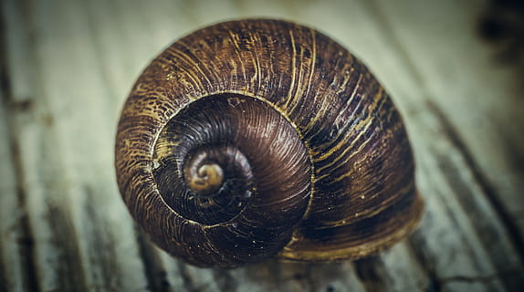 hlemýžď, makro, spirála, zvíře, shell, zvířat, zvířecí shell, plži, detail, měkkýš, bezobratlý, zvířata ve volné přírodě, nikdo, jednoho zvířete, Příroda, zaměřit se na popředí, část těla zvířete, vír, přírodní vzor, vzor, plazení, 5K, CC0, veřejná doména, bez autorských práv