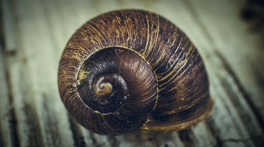 hlemýžď, makro, spirála, zvíře, shell, zvířat, zvířecí shell, plži, detail, měkkýš, bezobratlý, zvířata ve volné přírodě, nikdo, jednoho zvířete, Příroda, zaměřit se na popředí, část těla zvířete, vír, přírodní vzor, vzor, plazení, 5K