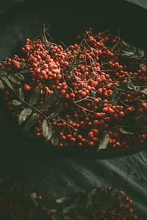ovoce červené třešně, jídlo, jídlo a pití, Červené, Zdravé stravování, svěžest, blahobyt, nikdo, selektivní zaměření, ovoce, detail, zeleniny, bobulové ovoce, koření, stálý život, uvnitř, chilli papričky, den, oranžová barva, pepř, rostlina, jeřabinovo, vegetariánské jídlo, 5K, CC0, veřejná doména, bez autorských práv