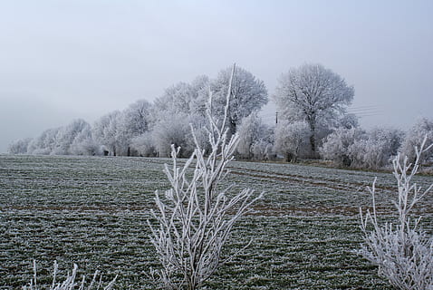 vinterlige, træer, iset, kold, vinter magi, vinter, frost, plante, træ, ro, himmel, rolig scene, skønhed i naturen, jord, kold temperatur, miljø, natur, vækst, ingen mennesker, scenics - natur, dag, Mark, landskab, ikke-urbane scene, tåge, udendørs, 4K, CC0, offentligt domæne, royaltyfrie