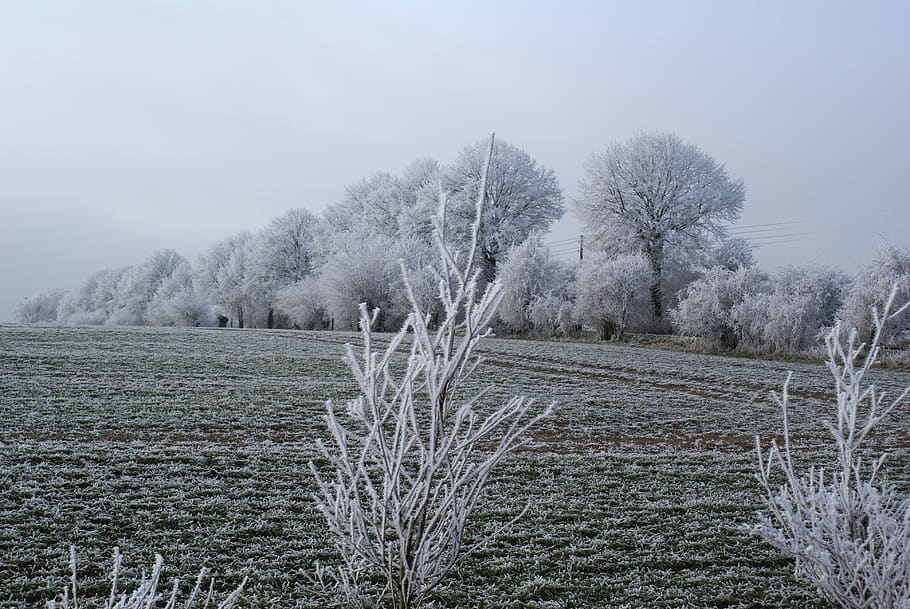 vinterlige, træer, iset, kold, vinter magi, vinter, frost, plante, træ, ro, himmel, rolig scene, skønhed i naturen, jord, kold temperatur, miljø, natur, vækst, ingen mennesker, scenics - natur, dag, Mark, landskab, ikke-urbane scene, tåge, udendørs, 4K