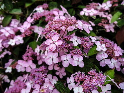 Denmark, aalborg, bunga, tanaman berbunga, menanam, pertumbuhan, keindahan di alam, kerentanan, kerapuhan, kesegaran, daun bunga, warna merah jambu, alam, hal berkembang, hydrangea, kepala bunga, hari, tidak ada orang, merapatkan, botani, di luar rumah, bagian tanaman, ungu, musim semi, seikat bunga, 5K, CC0, domain publik, bebas royalti
