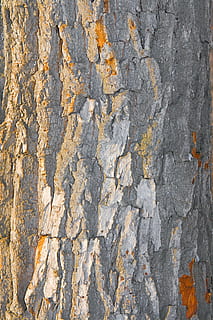 con2011, fondale, sfondo, sfondi, fotogramma intero, strutturato, ruvido, nessuno, intemperie, giorno, avvicinamento, grigio, caratteristica della parete, struttura costruita, solido, modello, architettura, corri giù, all'aperto, vecchio, roccia, screpolato, danneggiato, deterioramento, lichene, calcestruzzo, 4K, CC0, dominio pubblico, privo di copyright