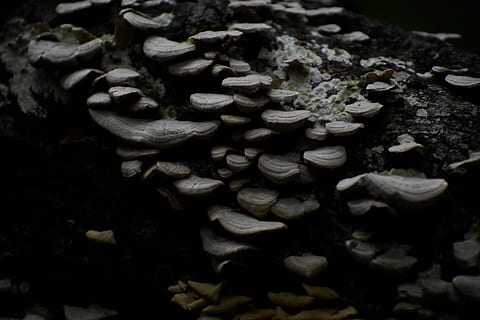 Devils jezero, Příroda, strom, les, houba, mech, nikdo, zeleniny, jídlo, detail, selektivní zaměření, růst, hojnost, jídlo a pití, rostlina, muchomůrka, velká skupina objektů, den, krása v přírodě, svěžest, jedlá houba, venku, 5K, CC0, veřejná doména, bez autorských práv