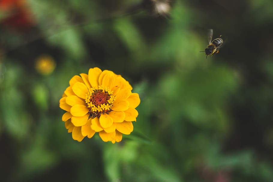 žlutý květ, rostlina, flóra, květ, poklad květina, kosmos, vysoké školy ozarků, bodová vyhlídka, Spojené státy, asteraceae, sedmikrásky, sedmikráska, okvětní lístek, jiřina, astra, bezobratlý, včela, apidae, zvíře, čmelák, kvetoucí rostlina, křehkost, květu hlavy, hmyz, zranitelnost, zvířata ve volné přírodě, zvířat, krása v přírodě, růst, žlutá, svěžest, jednoho zvířete, zaměřit se na popředí, pyl, nikdo, opylování, 4K