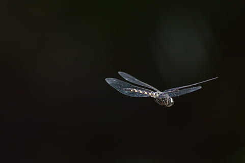 dragonfly flyvende, dyr, fugl, flyvende, hvirvelløse, insekt, anisoptera, mauritius, flod, guldsmed, finke, bluebird, accipiter, grøn, ildflue, flyve, asilidae, plante, blomst, kronblad, blomstre, sort baggrund, studio skud, ingen mennesker, natur, kopiere plads, indendørs, dyre temaer, enkelt objekt, rigdom, tæt på, Midt i luften, dyreliv, skrøbelighed, et dyr, sårbarhed, luksus, dyr i naturen, renhed, 5K, CC0, offentligt domæne, royaltyfrie