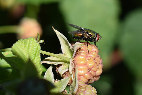volar, insecte, gerds, jardí, naturalesa, error, invertebrat, un animal, fauna animal, primer pla, planta, animals a la natura, animal, temes d'animals, creixement, dia, enfocament selectiu, color verd, part de la planta, full, bellesa a la natura, cap gent, centrar-se en primer pla, ala dels animals, a l'aire lliure, 4K, CC0, domini públic, lliure de regalies