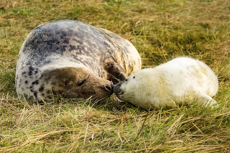 due orsi bruni, temi animali, animale, erba, mammifero, rilassamento, pianta, gruppo di animali, fauna selvatica, nessuno, vertebrato, natura, due animali, addormentato, animali allo stato selvatico, campo, terra, giorno, sdraiarsi, riposo, giovane animale, all'aperto, famiglia di animali, 4K