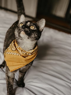 gat al llit, roba, gat, mamífer, mascota, animal, barret, Diadema, bandana, casa, bonic, gatet, chattanooga, bufanda, coixí, abissini, turbant, siamès, un animal, nacional, mascotes, temes d'animals, animals domèstics, gat domèstic, vertebrats, felí, a l'interior, cap gent, relaxació, mirant cap a fora, mirant, mobles, interior de casa, primer pla, centrar-se en primer pla, bigotis, cap d’animals, 4K, CC0, domini públic, lliure de regalies