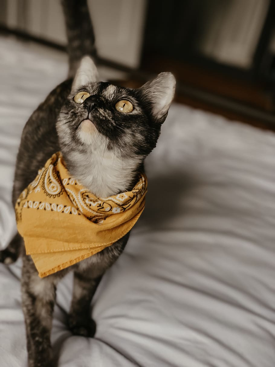 gat al llit, roba, gat, mamífer, mascota, animal, barret, Diadema, bandana, casa, bonic, gatet, chattanooga, bufanda, coixí, abissini, turbant, siamès, un animal, nacional, mascotes, temes d'animals, animals domèstics, gat domèstic, vertebrats, felí, a l'interior, cap gent, relaxació, mirant cap a fora, mirant, mobles, interior de casa, primer pla, centrar-se en primer pla, bigotis, cap d’animals, 4K