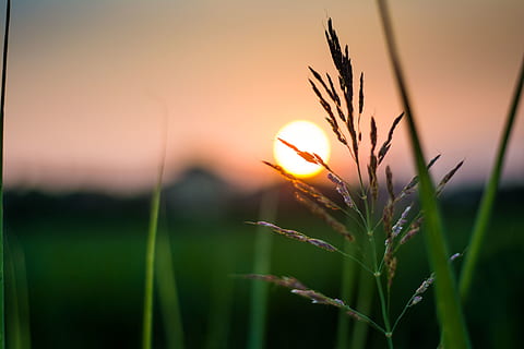 bollate, posta de sol, planta, creixement, centrar-se en primer pla, bellesa a la natura, cel, naturalesa, primer pla, sol, camp, cap gent, enfocament selectiu, tranquil·litat, color taronja, terra, herba, llum solar, escena tranquil·la, escenics - natura, agricultura, a l'aire lliure, fulla d'herba, tija, 5K, CC0, domini públic, lliure de regalies