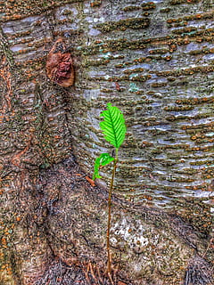 arbre, escorça, full, planta, part de la planta, creixement, naturalesa, color verd, dia, cap gent, vista d’angle alt, primer pla, bellesa a la natura, a l'aire lliure, vulnerabilitat, fragilitat, inicis, funció de construcció de parets, frescor, aigua, tija de la planta, nova vida, fulles, 4K, CC0, domini públic, lliure de regalies