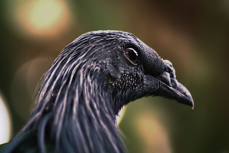 ocell negre, ocell, animal, Corb, saint-aignan-sur-cher, zooparc de beauval, França, bec, zoo, cap, cara, ploma, ull, vident, primer pla, naturalesa, vida salvatge, lloro, salvatge, temes d'animals, un animal, animals a la natura, vertebrats, fauna animal, centrar-se en primer pla, dia, part del cos dels animals, color negre, vista lateral, cap gent, cap d’animals, mirant cap a fora, mirant, a l'aire lliure, vista del perfil, ull d’animals, 5K