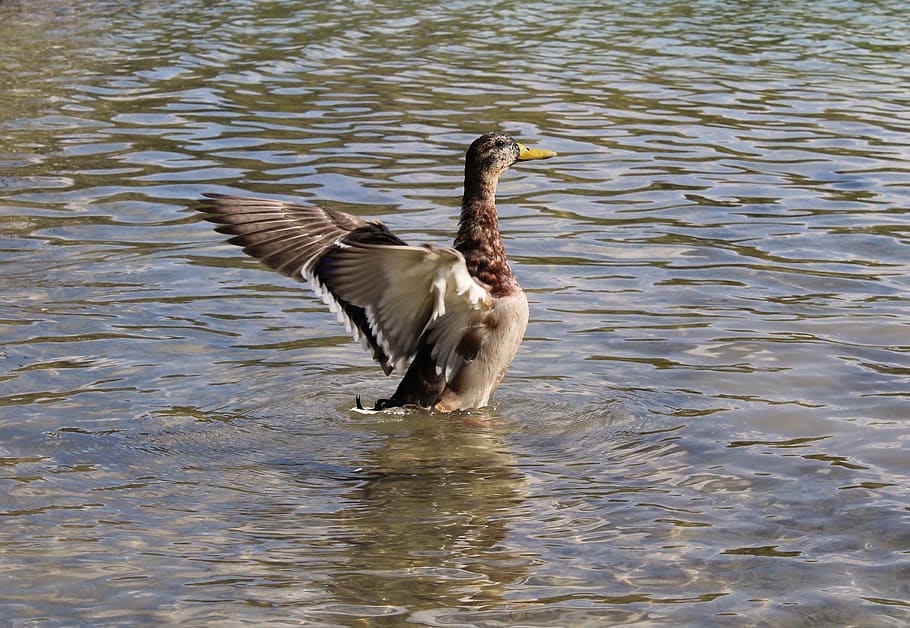 Dinamarca, aalborg, kridtgraven, animals a la natura, fauna animal, ocell, aigua, un animal, vertebrats, llac, temes d'animals, davant del mar, animal, dia, cap gent, ocell aquàtic, ondulat, ales separades, naturalesa, volant, nedar, oca, a l'aire lliure, batent, 2K