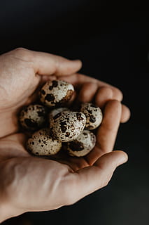 quail eggs, food, eggs, easter, quail, human hand, one person, human body part, hand, holding, close-up, black background, indoors, food and drink, body part, studio shot, focus on foreground, unrecognizable person, freshness, wellbeing, human finger, finger, adult, 5K