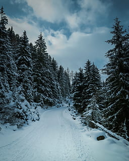grön, Granar, snö, skog, österrike, gran, person, väg, Spår, körfält, snöig, gående, utomhus, molnig, moln, tall, vintergröna, kall, vinter-, blå, Rain, juifenalm (2022m), kall temperatur, moln - himmel, träd, växt, himmel, skönhet i naturen, scenics - natur, beläggning, lugn plats, lugn, natur, vägen framåt, transport, inget folk, vit färg, icke-urbana scenen, snötäckt berg, 4K, CC0, offentligt domän, royaltyfria