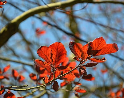 leaves, tree, deciduous tree, red, summer, aesthetic, plant, leaf, plant part, beauty in nature, focus on foreground, branch, growth, close-up, autumn, nature, day, change, no people, low angle view, outdoors, vulnerability, orange color, fragility, 4K, CC0, public domain, royalty free