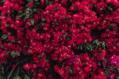 rood, bloemen, bougainvillea boom, Portugal, flora, abstract, achtergrond, bloeien, bloeiend, kleurrijke, boom, structuur, bloesem, Purper, bougainvillea, bloeiende plant, bloem, schoonheid in de natuur, versheid, fabriek, kwetsbaarheid, volledig kader, bloemblad, breekbaarheid, groei, detailopname, achtergronden, bloeiwijze, bloemhoofd, geen mensen, overvloed, natuur, hoge hoekmening, dag, buitenshuis, Bos bloemen, 4K, CC0, publiek domein, royaltyvrij