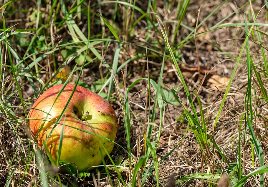 poma, fruita, inesperat, horta, fruit de pomera, prat, herba, saludable, vitamines, energia, nutrició, menjar, menjar i beguda, alimentació saludable, camp, terra, color verd, planta, benestar, frescor, naturalesa, cap gent, dia, primer pla, creixement, vista d’angle alt, a l'aire lliure, centrar-se en primer pla, fruita de poma, 4K