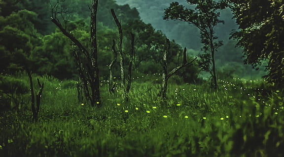 lucciola, notte, pianta, colore verde, albero, terra, bellezza nella natura, crescita, foresta, nessuno, la tranquillità, natura, scena tranquilla, erba, paesaggio, scenics - natura, ambiente, campo, giorno, fogliame lussureggiante, scena non urbana, all'aperto, pioggia, foresta pluviale, 4K, CC0, dominio pubblico, privo di copyright