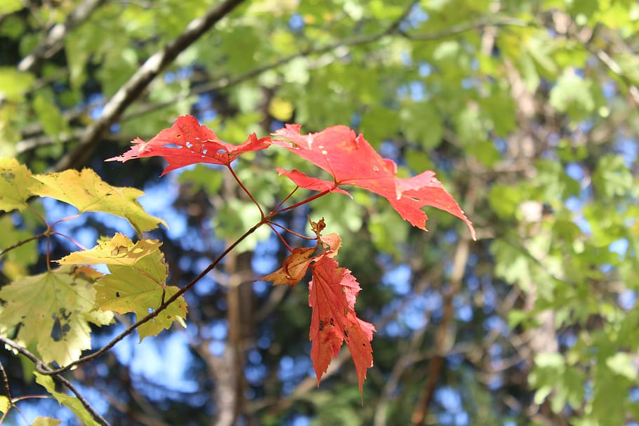 caure, colors, vermell, taronja, groc, arbres, naturalesa, maple, fulles, planta, part de la planta, full, bellesa a la natura, creixement, vulnerabilitat, tardor, fragilitat, primer pla, arbre, canvi, centrar-se en primer pla, dia, planta amb flors, cap gent, branca, flor, color taronja, a l'aire lliure, fulla d'auró, cap de flor, col·lecció de tardor, 5K
