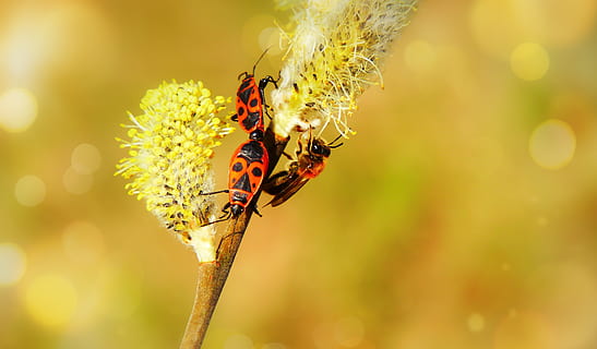 blacksmiths wingless, copulation, insects, bee, cat, animals, nature, at the court of, invertebrates, closeup, plant, flower, posts, pszczołowate, apiformes, bugs, antennae, model, color, beautiful, alive, spring, the environment, biology, invertebrate, animal wildlife, insect, animal themes, animals in the wild, animal, beauty in nature, close-up, one animal, flowering plant, focus on foreground, fragility, no people, vulnerability, freshness, yellow, flower head, outdoors, pollination, 4K, CC0, public domain, royalty free