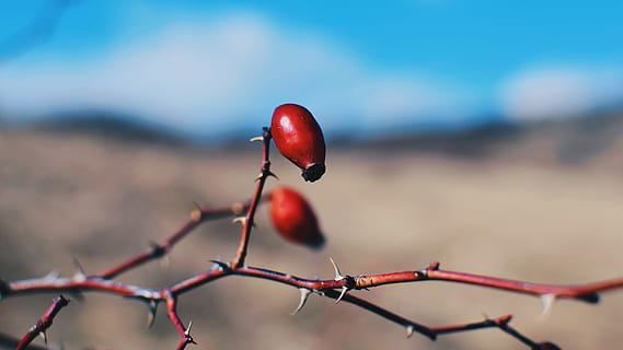 round red berry, plant, produce, food, fruit, romania, sebes, rapa rosie, nature, fruits, rosehip, flora, thorns, plants, cherry, grain, vegetable, seed, wire, apricot, barbed wire, red, healthy eating, focus on foreground, berry fruit, close-up, no people, day, food and drink, rose hip, freshness, growth, outdoors, twig, wellbeing, selective focus, tranquility, ripe, 5K, CC0, public domain, royalty free