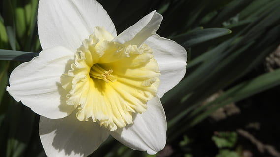 zarnacadea, flori de primăvară, Paști, flori de flori, a închide, grădină, vernal, vulnerabilitate, fragilitate, planta cu flori, floare, frumusețe în natură, petală, inflorescenţă, prospeţime, culoare alba, plantă, cap de floare, galben, creştere, natură, să se concentreze asupra primelor elemente, zi, polen, nici o persoana, în aer liber, 4K, CC0, domeniu public, fără drepturi de autor
