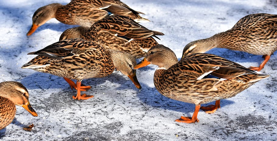 anatre, germani reali, la neve, inverno, freddo, colorato, uccello acquatico, uccello di anatra, natura, creatura, Germano reale femmina, conto, femmina, avvicinamento, temi animali, animale, uccello, gruppo di animali, fauna selvatica, animali allo stato selvatico, vertebrato, anatra selvatica, nessuno, pollame, anatra, giorno, animale femmina, cibo, all'aperto, bellezza nella natura, mangiare, tre animali, vista dall'alto, 4K