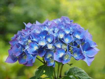 hortensja, kwiaty, niebieski, hortensja macrophylla, hortensja szklarniowa, hydrangeaceae, roślina kwitnąca, kwiat, piękno natury, wrażliwość, roślina, fioletowy, kruchość, płatek, zbliżenie, wzrost, głowa kwiatu, świeżość, kwiatostan, skupić się na pierwszym planie, Natura, żadnych ludzi, dzień, botanika, 4K, CC0, domena publiczna, darmowe zdjęcia