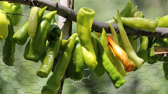 pebre, verd, arbre, vegetals, color verd, menjar i beguda, menjar, alimentació saludable, benestar, frescor, cap gent, primer pla, dia, naturalesa, centrar-se en primer pla, a l'aire lliure, pebrot picant, tanca, planta, espècia, vista d’angle alt, aliments crus, 5K, CC0, domini públic, lliure de regalies