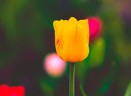 Alemanya, Pasqua, primavera, flor, bokeh, colorit, primavera del 2018, groc, planta amb flors, planta, vulnerabilitat, fragilitat, frescor, bellesa a la natura, primer pla, pètal, cap de flor, centrar-se en primer pla, tulipa, inflorescència, creixement, naturalesa, tija de la planta, a l'aire lliure, cap gent, 5K, CC0, domini públic, lliure de regalies