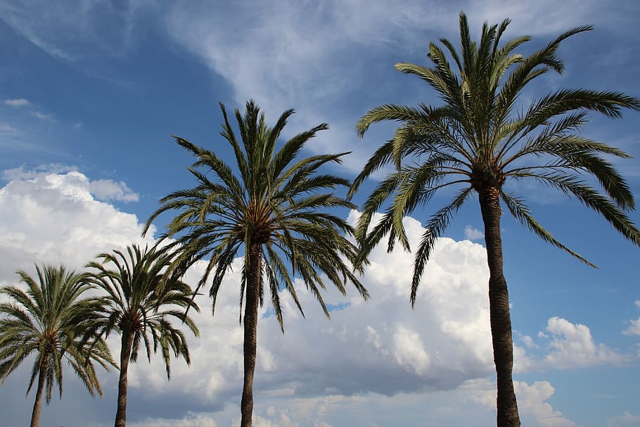 håndflade, himmel, skyer, strand, Mallorca, promenade, hav, rejse, ferier, sommer, sol, Palme træ, tropisk klima, sky - himmel, træ, plante, vækst, natur, lav vinkel visning, skønhed i naturen, ingen mennesker, dag, bagagerum, scenics - natur, træstamme, ro, udendørs, dato palme, rolig scene, høj - høj, tropisk træ, kokos palme, palmblad, 4K