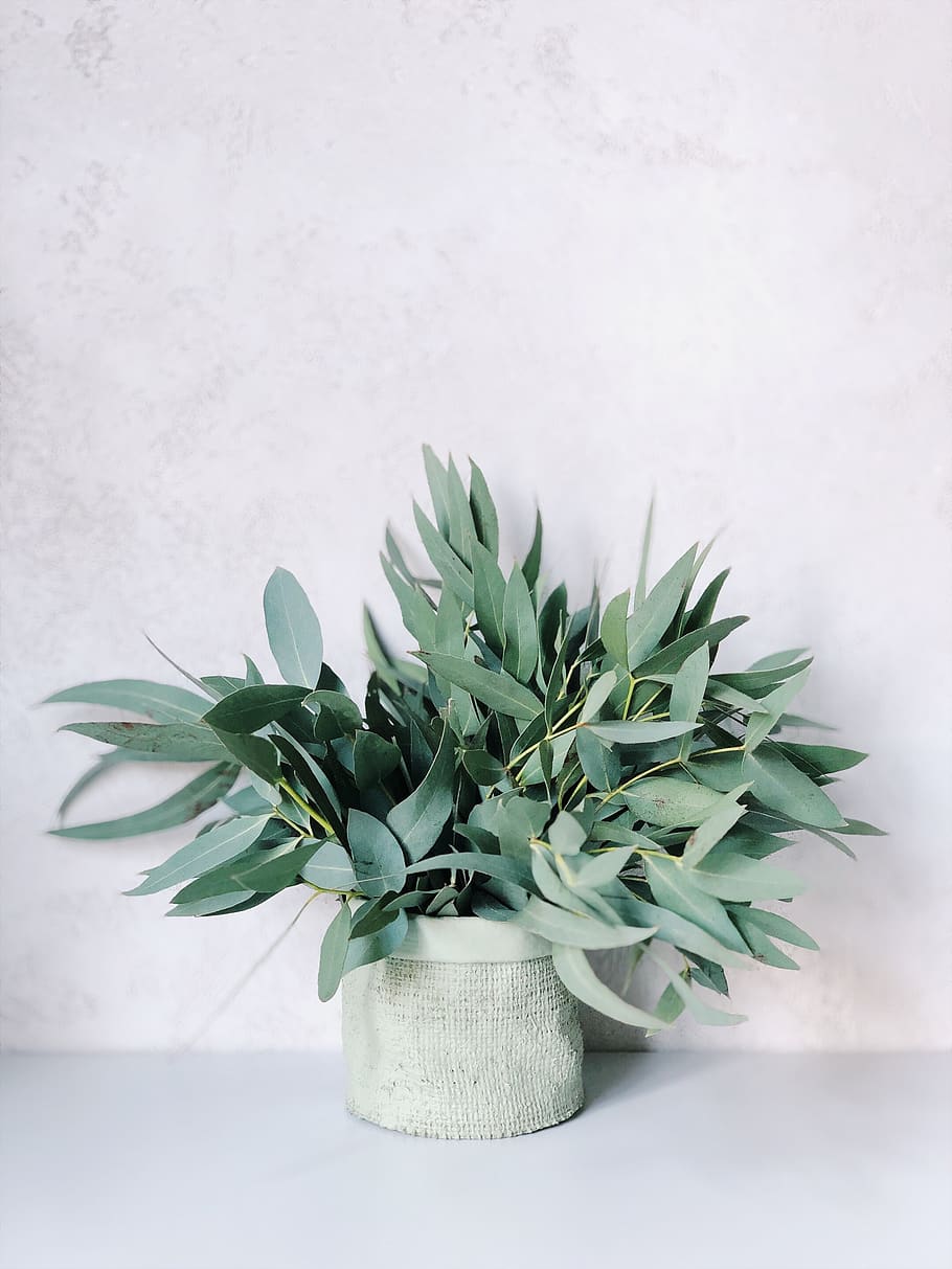 foto, plantes, blanc, olla, còpia espai, copyspace, eucaliptus, gris, creixement, planta d'interior, mínim, minimalisme, minimalista, planta en test, plantes en test, color verd, planta, part de la planta, full, a l'interior, cap gent, naturalesa, fons blanc, bellesa a la natura, primer pla, tir de l'estudi, planta suculenta, natura morta, frescor, taula, decoració, Color blanc, arranjament floral, fulles, 2K