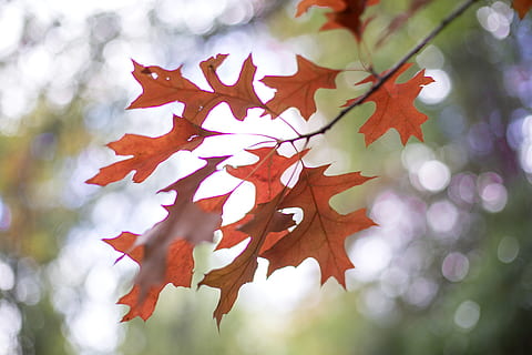hoja, planta, árbol, arce, hoja de arce, venas, luz del sol, roble, geranio, flor, grano, vegetal, semilla, Produce, comida, Fruta, caqui, repollo, col rizada, otoño, cambio, parte de la planta, árbol de arce, de cerca, centrarse en primer plano, naturaleza, nadie, día, rama, al aire libre, belleza en la naturaleza, color naranja, hojas, vista de ángulo bajo, rojo, condición natural, 5K, CC0, dominio público, libre de derechos