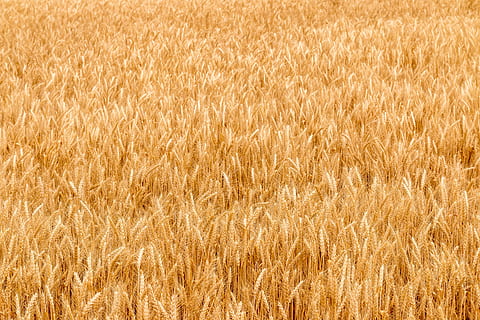golden, wheat field, hot, sunny, day, agriculture, backgrounds, crop, plant, cereal plant, field, rural scene, land, growth, wheat, landscape, no people, farm, gold colored, full frame, nature, beauty in nature, environment, harvesting, 4K, CC0, public domain, royalty free