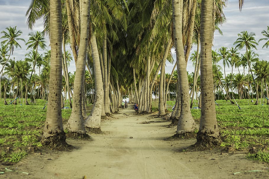 maldives, thoddoo, arbre, planta, Palmera, clima tropical, creixement, tronc de l'arbre, tronc, naturalesa, el camí a seguir, terra, dia, direcció, tranquil·litat, cap gent, a l'aire lliure, bellesa a la natura, escena tranquil·la, sendera, color verd, escenics - natura, treelined, perspectiva decreixent, palmera de coco, arbre tropical, 5K