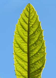 feuille, nerfs, ramification, texture, veines, vert, translucide, partie de la plante, la nature, ciel, bleu, ciel clair, fermer, personne, couleur verte, plante, journée, faible angle de vue, beauté dans la nature, lumière du soleil, en plein air, veine de la feuille, croissance, ensoleillé, modèle, espace de copie, fond bleu, 4K, CC0, domaine public, libre de droits
