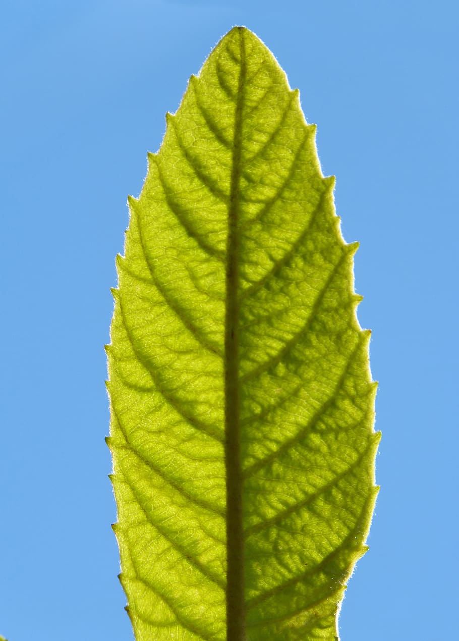 blad, zenuwen, vertakking, structuur, aderen, groen, doorzichtig, deel van de plant, natuur, hemel, blauw, heldere lucht, detailopname, geen mensen, groene kleur, fabriek, dag, lage hoekweergave, schoonheid in de natuur, zonlicht, buitenshuis, bladader, groei, zonnig, patroon, kopie ruimte, blauwe achtergrond, 4K