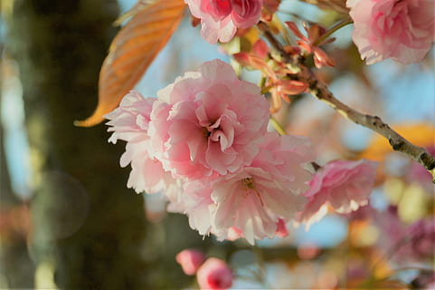 tre, kirsebær, vår, rosa, blomst, natur, gren, japansk, blomstring, oppfyllelse, ornamental, botanikk, hagearbeid, flora, blomstrende plante, anlegg, skjønnhet i naturen, rosa farge, skjørhet, friskhet, sårbarhet, nærbilde, petal, vekst, blomstre, våren, inflorescence, blomsterhodet, ingen folk, dag, utendørs, kirsebærblomst, pollen, kirsebærtre, en haug med blomster, 2K, CC0, offentlig domene, opphavsrett gratis